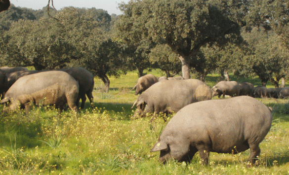 Cerdos ibéricos en la dehesa