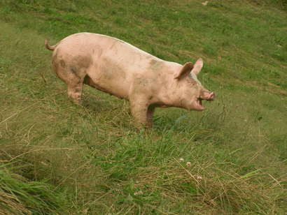 Cerdo Basatxarri en libertad