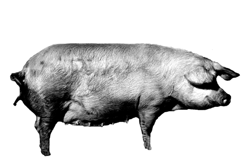 El cerdo es el protagonista absoluto del nuevo restaurante del Grupo Sagardi