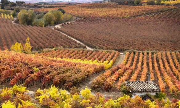 Paisaje de Rioja Alavesa