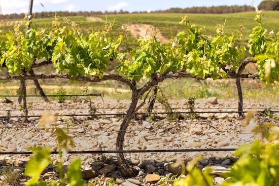 Profesionalhoreca, vides de Bodegas Príncipe de Viana